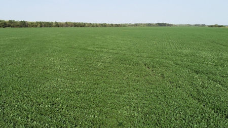 583+/- Acres, Prime Carroll County Bottom - image 18
