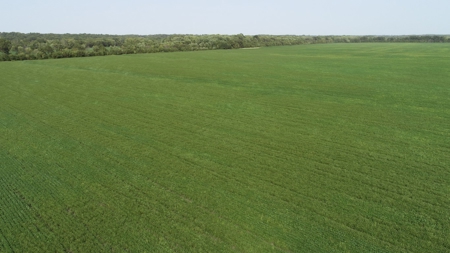 583+/- Acres, Prime Carroll County Bottom - image 4
