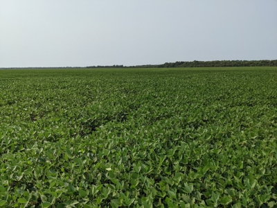 583+/- Acres, Prime Carroll County Bottom - image 19