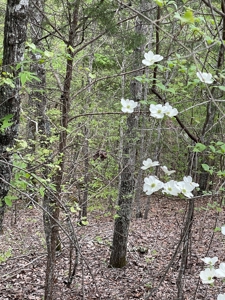 Mountain Land for Sale - image 8