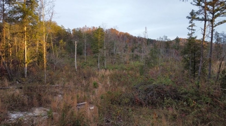 Secluded Hunting Tract on Little South Fork River - Kentucky - image 14