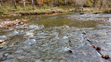 Secluded Hunting Tract on Little South Fork River - Kentucky - image 9