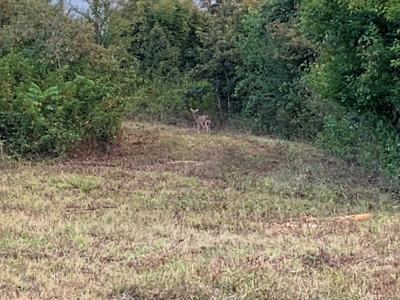 Acreage 4 Min To Buffalo National River---Has It All - image 39