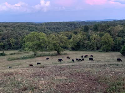 Acreage 4 Min To Buffalo National River---Has It All - image 47