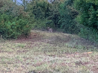 Acreage 4 Min To Buffalo National River---Has It All - image 38