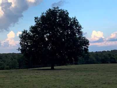 Acreage 4 Min To Buffalo National River---Has It All - image 19