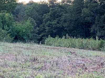 Acreage 4 Min To Buffalo National River---Has It All - image 33