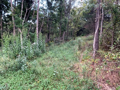 Acreage 4 Min To Buffalo National River---Has It All - image 23