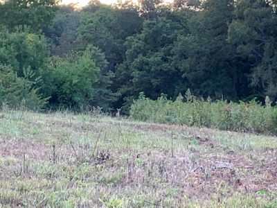 Acreage 4 Min To Buffalo National River---Has It All - image 32