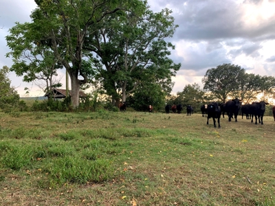 Acreage 4 Min To Buffalo National River---Has It All - image 9