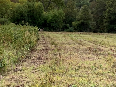 Acreage 4 Min To Buffalo National River---Has It All - image 36
