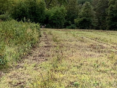 Acreage 4 Min To Buffalo National River---Has It All - image 37