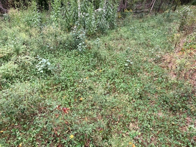 Acreage 4 Min To Buffalo National River---Has It All - image 24