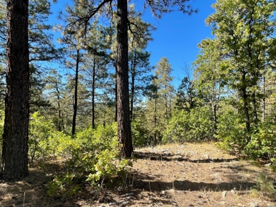 Northern NM Mountain Land, Building Site For Sale, Chama NM - image 2