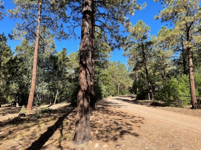 Northern NM Mountain Land, Building Site For Sale, Chama NM - image 5