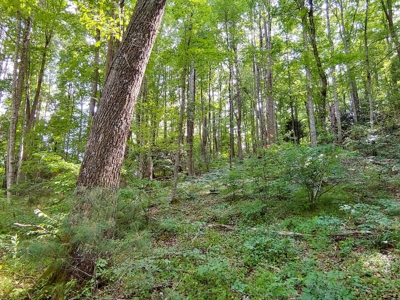 Land for Sale in Copper Hill VA! Virginia Real Estate - image 10