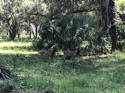 1,248 Acres Myakka Valley Ranch for Sale Myakka/Sarasota FL - image 2