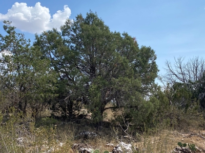 Mountain Land for Sale in Northern Arizona No HOA - image 5