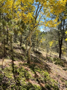 Land for sale in central Colorado - image 2