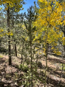 Land for sale in central Colorado - image 6