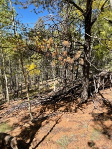 Land for sale in central Colorado - image 3