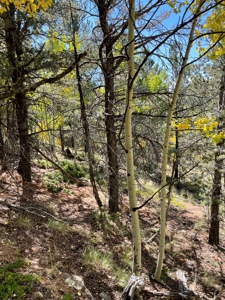 Land for sale in central Colorado - image 5