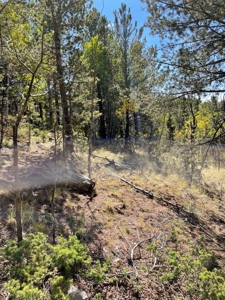 Land for sale in central Colorado - image 4