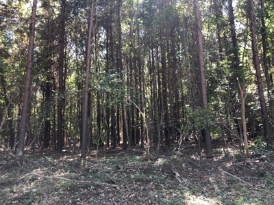 Recreational Land for Sale on Ouachita River near Camden, AR - image 3