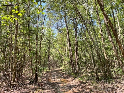 156 Acres Land for Sale in Pearl River County, MS - image 39