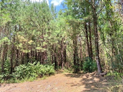 156 Acres Land for Sale in Pearl River County, MS - image 32