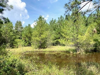 156 Acres Land for Sale in Pearl River County, MS - image 35