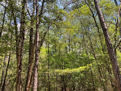 156 Acres Land for Sale in Pearl River County, MS - image 38