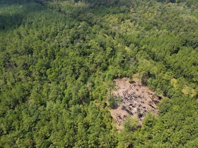 156 Acres Land for Sale in Pearl River County, MS - image 18