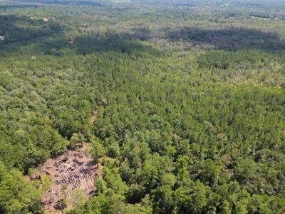 156 Acres Land for Sale in Pearl River County, MS - image 27