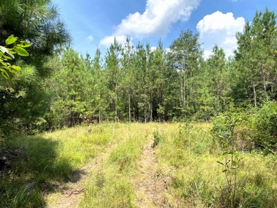 156 Acres Land for Sale in Pearl River County, MS - image 36