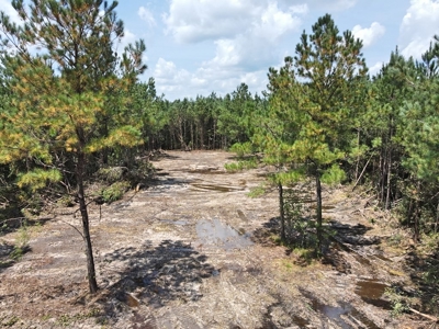 156 Acres Land for Sale in Pearl River County, MS - image 10