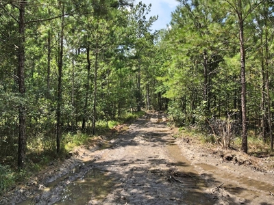 156 Acres Land for Sale in Pearl River County, MS - image 13