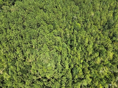156 Acres Land for Sale in Pearl River County, MS - image 23