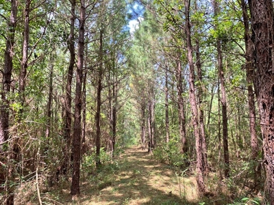 156 Acres Land for Sale in Pearl River County, MS - image 33