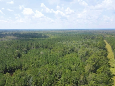 156 Acres Land for Sale in Pearl River County, MS - image 8