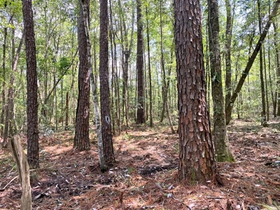 156 Acres Land for Sale in Pearl River County, MS - image 45