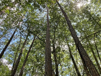 156 Acres Land for Sale in Pearl River County, MS - image 44