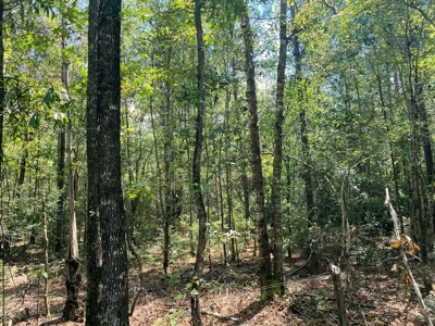 156 Acres Land for Sale in Pearl River County, MS - image 42