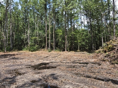 156 Acres Land for Sale in Pearl River County, MS - image 16