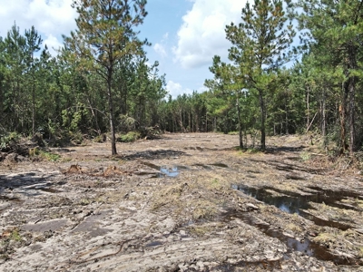 156 Acres Land for Sale in Pearl River County, MS - image 9