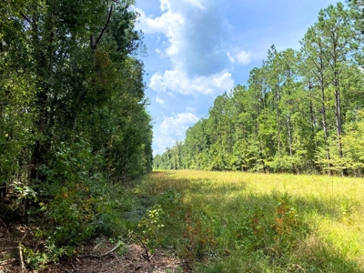 156 Acres Land for Sale in Pearl River County, MS - image 43