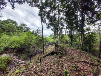 Elevated Coastal Land in Calm Deep Water Bay, Bocas del Toro - image 4
