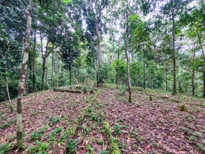 Elevated Coastal Land in Calm Deep Water Bay, Bocas del Toro - image 5