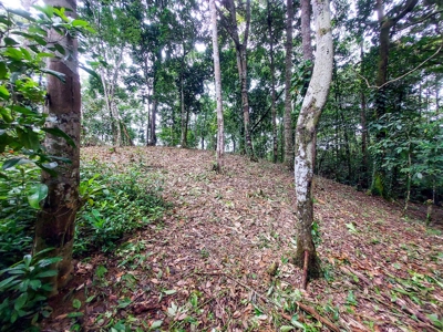 Elevated Coastal Land in Calm Deep Water Bay, Bocas del Toro - image 7