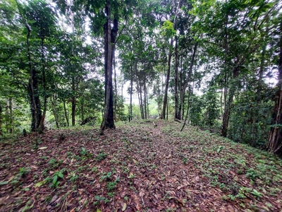 Elevated Coastal Land in Calm Deep Water Bay, Bocas del Toro - image 6